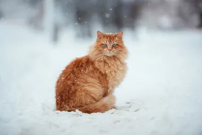 Зимний кот: разные размеры и форматы