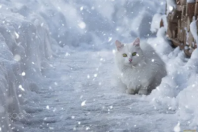 Котик в снежной дымке: JPG, PNG, WebP