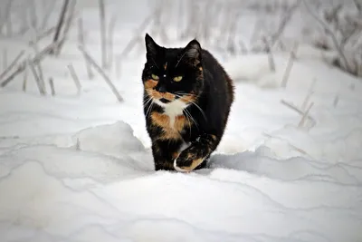 Фотография зимнего котенка для скачивания