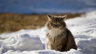 Зимний кот: выберите изображение в формате PNG