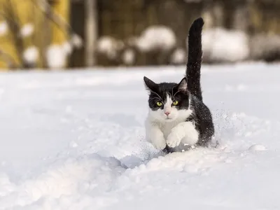 Кот в зимнем пейзаже: скачать в разных форматах
