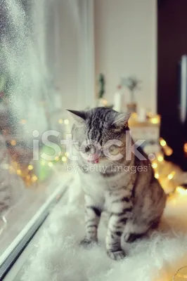 Фото кота на зимнем фоне: JPG, WebP