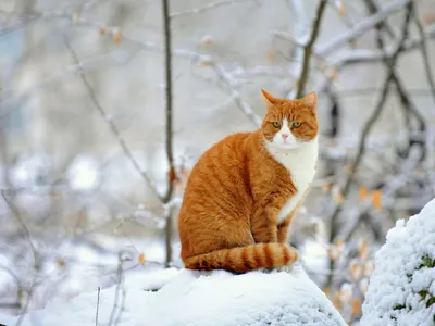 Зимний кот: изображение для скачивания в PNG