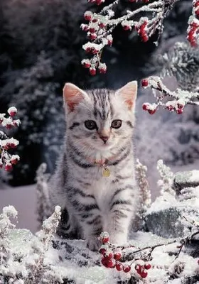 Котенок на снегу: фотка в формате WebP