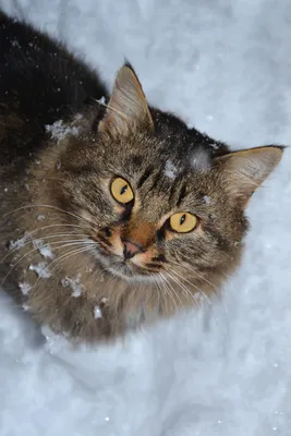 Зимняя фотография кота: выбор размера изображения