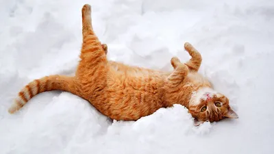 Зимний кот: изображение для скачивания в JPG