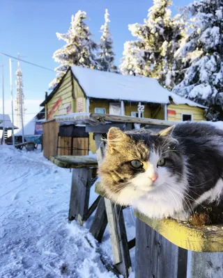 Кот в снежной заснеженности: WebP, PNG