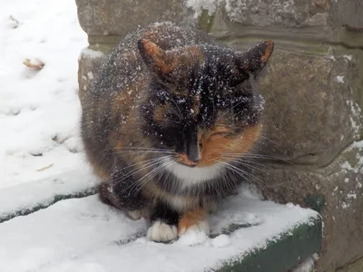 Зимний котенок: фото в разных размерах