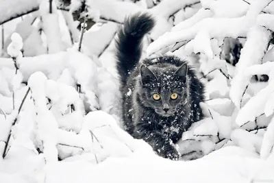 Фото кота в зимнем пейзаже: выбор формата