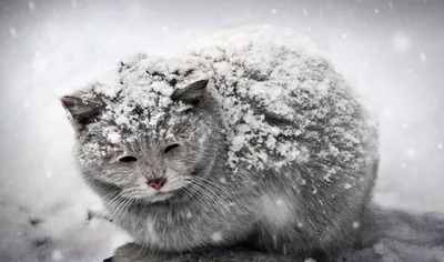Зимний кот: изображение в формате PNG для скачивания