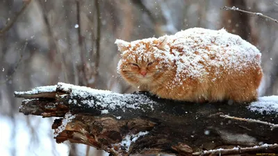 Котенок в снежной обстановке: скачать в WebP