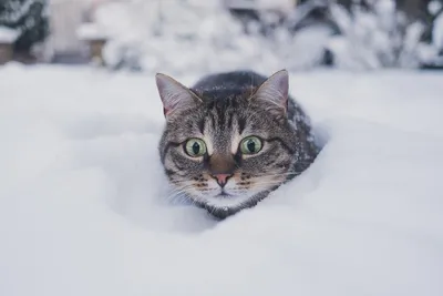 Фотография зимнего кота: выбор размера изображения