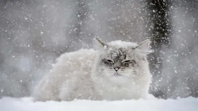 Зимний кот: снимок для скачивания в PNG