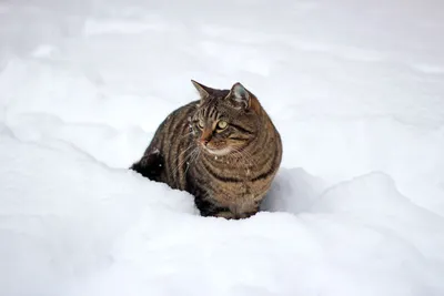 Фото котенка в зимнем пейзаже: JPG, PNG