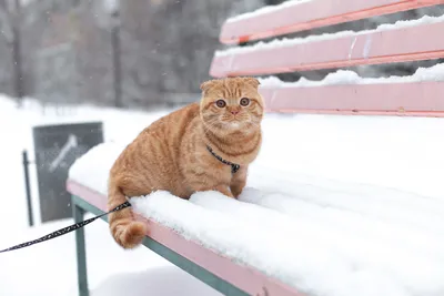Зимний кот: картинка для скачивания в формате WebP