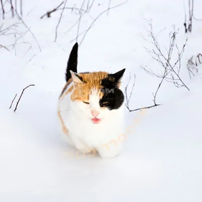 Котик в снежной стихии: изображение в PNG