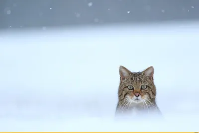 Фотография зимнего котенка: скачать в WebP