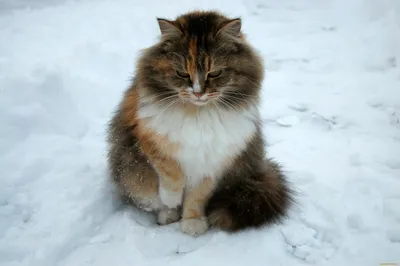 Кот на фоне зимнего пейзажа: JPG, WebP