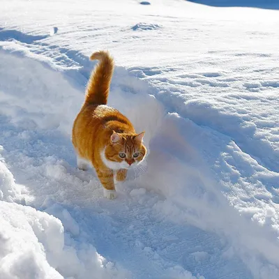 Фото кота зимой: выбор формата изображения