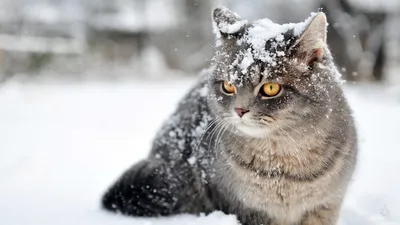 Зимний котенок: изображение для скачивания в PNG