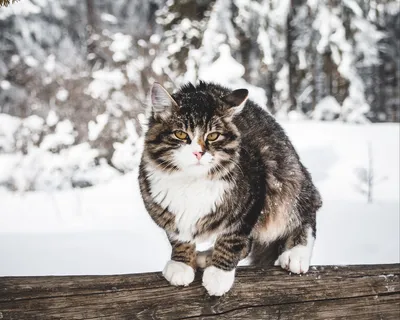 Кот в зимнем наряде: фото в формате WebP