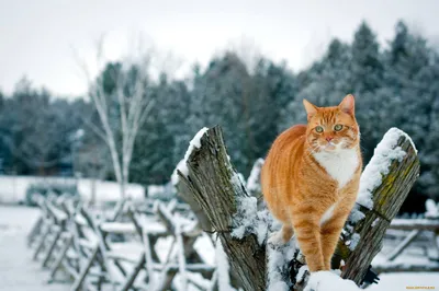 Симпатичный кот в зимней стихии