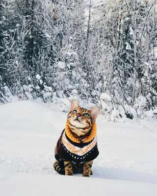 Фотография зимнего кота: выбор формата и размера