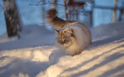 Зимний котенок: картинка для скачивания
