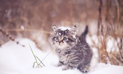 Котенок в снегу: зимняя идиллия в HD