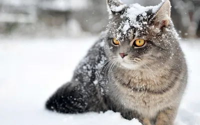 HD изображение: котенок играет в снегу