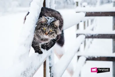 Скачайте бесплатные фото снежного котенка в JPG, PNG, WebP