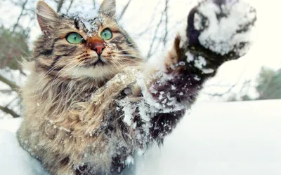 Зимний уют: котенок в снегу на вашем рабочем столе
