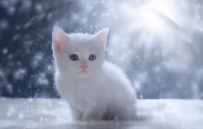 Фото котенка в снегу: загрузите в высоком качестве