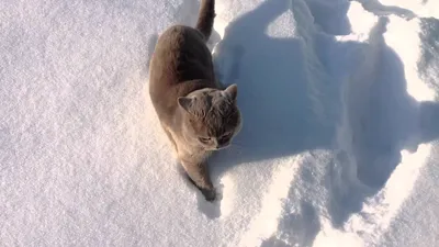 Зимняя идиллия: Котенок на прогулке под снежным одеялом