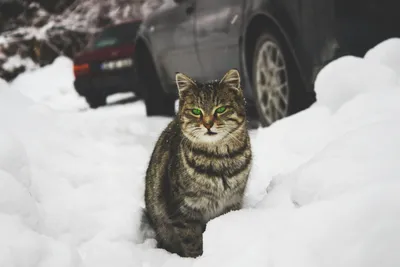 Лапками в снегу: Котенок на зимней прогулке