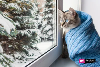 Зимнее веселье: Фотография котенка, окунувшего лапы в снег