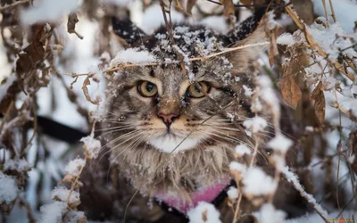 Белоснежные забавы: Котенок радуется снегопаду
