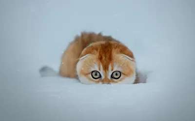 Игривый кот в снежной сказке