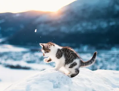 GIF анимация: Веселый котенок в снегу в движении