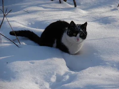 Фото котенка в снегу: волшебная зимняя атмосфера
