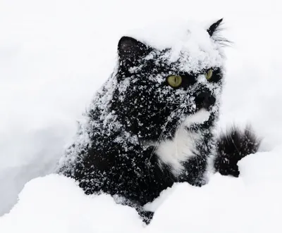 Картинка милого котенка, окруженного белым снегом