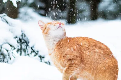 Фотография котенка на снежной поляне: нежность зимнего момента
