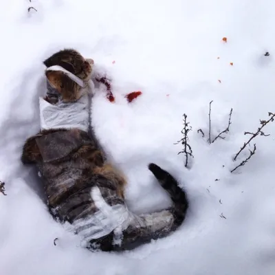 HD изображение котенка, играющего в снегу: качество, доступное для всех