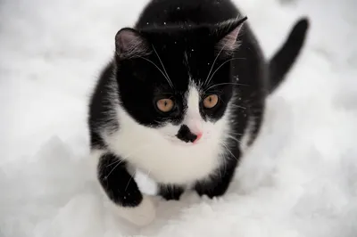 4K рисунок милого котенка в зимней забаве