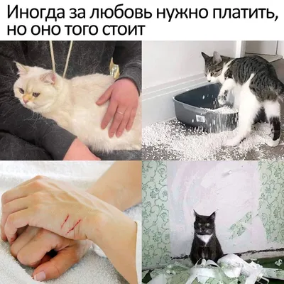 Фотографии котят: милые моменты нежности