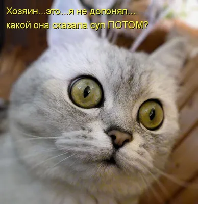 Котики с надписью - скачать изображения в формате PNG, JPG, WebP