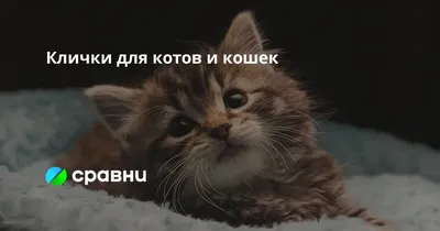 Котики с надписью: веселые и забавные фото, которые поднимут настроение