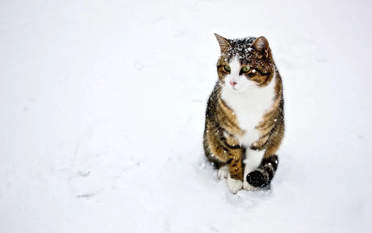 Фото на андроид с милым котенком на снегу | Котиков в снегу Фото №1373321  скачать