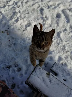 Котята в зимнем настроении: скачивай в любом формате!