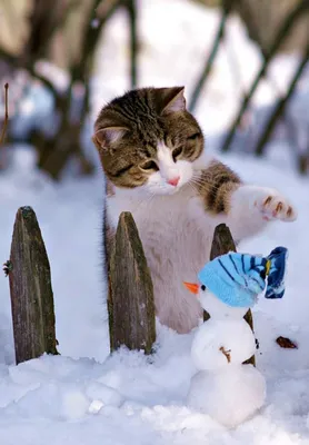 Фотки уютных зимних котят: скачивай в любом формате!